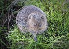 3) Water Vole.jpg